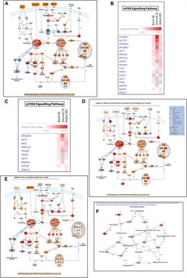 SLC38A10 Regulate Glutamate Homeostasis and Modulate the AKT/TSC2/mTOR Pathway in Mouse Primary Cortex Cells